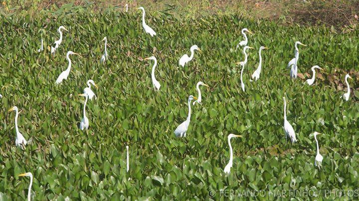 Pousada Porto Jofre Pantanal Norte Otel Dış mekan fotoğraf