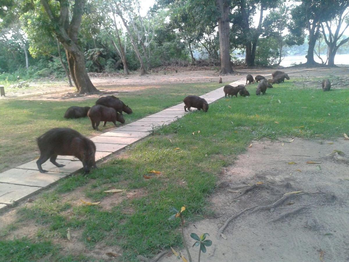 Pousada Porto Jofre Pantanal Norte Otel Dış mekan fotoğraf