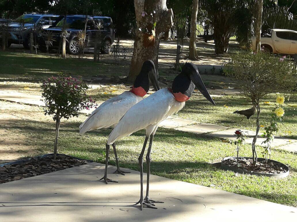 Pousada Porto Jofre Pantanal Norte Otel Dış mekan fotoğraf