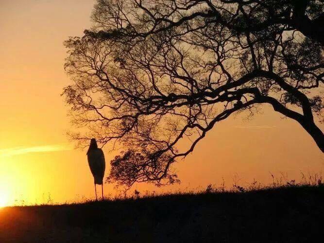 Pousada Porto Jofre Pantanal Norte Otel Dış mekan fotoğraf